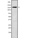 ABCC11 Antibody in Western Blot (WB)