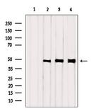 KCNJ14 Antibody in Western Blot (WB)