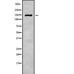 ABCB11 Antibody in Western Blot (WB)