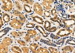 Bmp1 Antibody in Immunohistochemistry (Paraffin) (IHC (P))