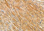 Bmp1 Antibody in Immunohistochemistry (Paraffin) (IHC (P))