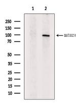 Bmp1 Antibody in Western Blot (WB)