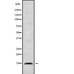 BRI3 Antibody in Western Blot (WB)