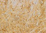 CAMLG Antibody in Immunohistochemistry (Paraffin) (IHC (P))