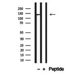 CADPS2 Antibody in Western Blot (WB)