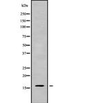 CALML5 Antibody in Western Blot (WB)