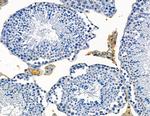 CATSPER1 Antibody in Immunohistochemistry (Paraffin) (IHC (P))