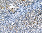 CATSPER1 Antibody in Immunohistochemistry (Paraffin) (IHC (P))