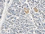 CATSPERB Antibody in Immunohistochemistry (Paraffin) (IHC (P))