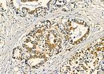 HAUS2 Antibody in Immunohistochemistry (Paraffin) (IHC (P))