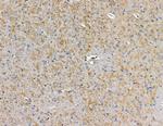 CEP63 Antibody in Immunohistochemistry (Paraffin) (IHC (P))