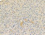 CSPP1 Antibody in Immunohistochemistry (Paraffin) (IHC (P))