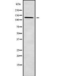 PDE3B Antibody in Western Blot (WB)