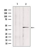 MCU Antibody in Western Blot (WB)
