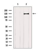 CNTNAP4 Antibody in Western Blot (WB)