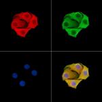 CNGB3 Antibody in Immunocytochemistry (ICC/IF)