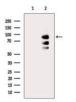 CNGB3 Antibody in Western Blot (WB)