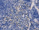 Cystatin F Antibody in Immunohistochemistry (Paraffin) (IHC (P))