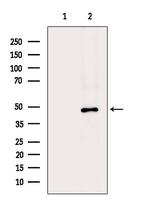 POLR1E Antibody in Western Blot (WB)