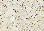 DYNLRB1 Antibody in Immunohistochemistry (Paraffin) (IHC (P))