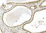 RNF41 Antibody in Immunohistochemistry (Paraffin) (IHC (P))