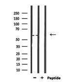 ENDOD1 Antibody in Western Blot (WB)