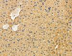 HSD17B8 Antibody in Immunohistochemistry (Paraffin) (IHC (P))