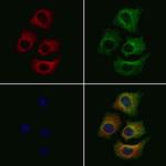 eIF3a Antibody in Immunocytochemistry (ICC/IF)