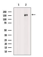 eIF3a Antibody in Western Blot (WB)