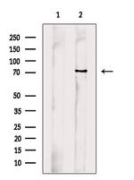 Fibulin 1 Antibody in Western Blot (WB)