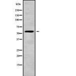 GABRR1 Antibody in Western Blot (WB)