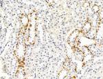 G-CSF Antibody in Immunohistochemistry (Paraffin) (IHC (P))