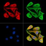 GNG5 Antibody in Immunocytochemistry (ICC/IF)