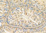 GNG8 Antibody in Immunohistochemistry (Paraffin) (IHC (P))