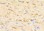 GNG8 Antibody in Immunohistochemistry (Paraffin) (IHC (P))