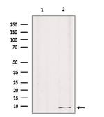 GNG8 Antibody in Western Blot (WB)