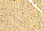 GUCA2B Antibody in Immunohistochemistry (Paraffin) (IHC (P))