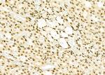 HEATR1 Antibody in Immunohistochemistry (Paraffin) (IHC (P))