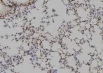 HOXB1 Antibody in Immunohistochemistry (Paraffin) (IHC (P))