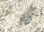 NKX6-2 Antibody in Immunohistochemistry (Paraffin) (IHC (P))