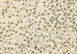 NKX6-2 Antibody in Immunohistochemistry (Paraffin) (IHC (P))