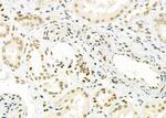 NKX6-2 Antibody in Immunohistochemistry (Paraffin) (IHC (P))