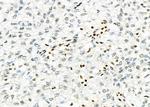 NKX6-2 Antibody in Immunohistochemistry (Paraffin) (IHC (P))