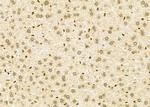 NKX6-2 Antibody in Immunohistochemistry (Paraffin) (IHC (P))