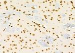 NKX6-2 Antibody in Immunohistochemistry (Paraffin) (IHC (P))