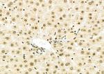 NKX6-2 Antibody in Immunohistochemistry (Paraffin) (IHC (P))