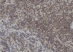 SIX4 Antibody in Immunohistochemistry (Paraffin) (IHC (P))