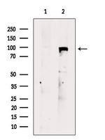 ICAM-5 Precursor Antibody in Western Blot (WB)