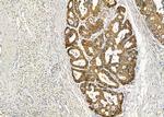 LILRB2 Antibody in Immunohistochemistry (Paraffin) (IHC (P))