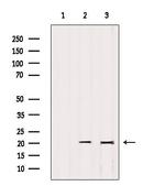 IMMP2L Antibody in Western Blot (WB)